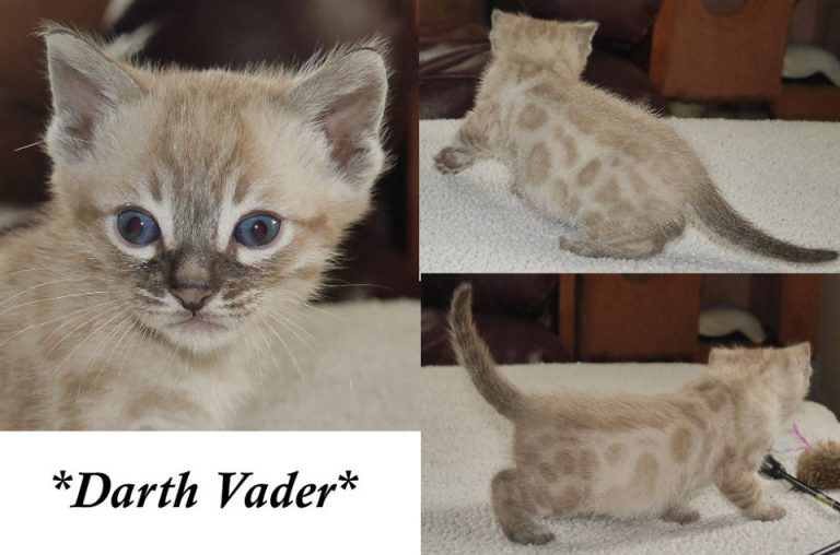 Darth Vader 5 Weeks
