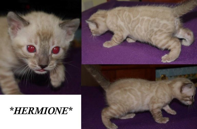 Hermione 3 Weeks