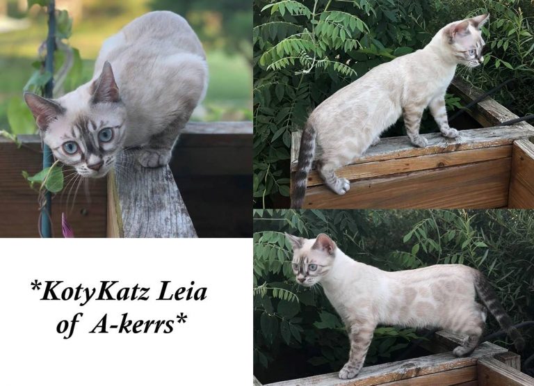 KotyKatz Leia of Akerr's - 5 Months