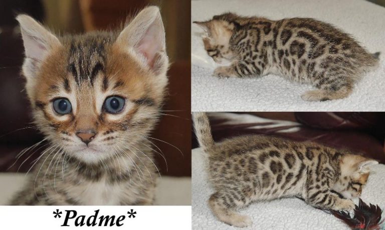 Padme 5 Weeks