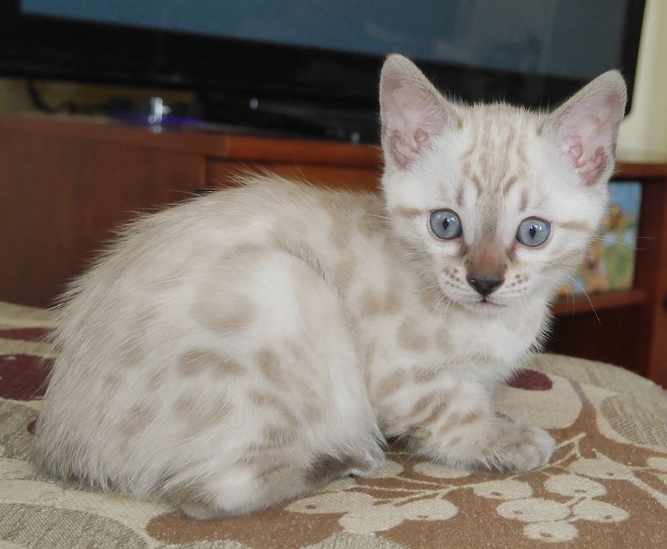 lynx point snow bengal