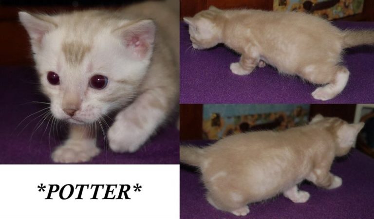 Potter 3 Weeks