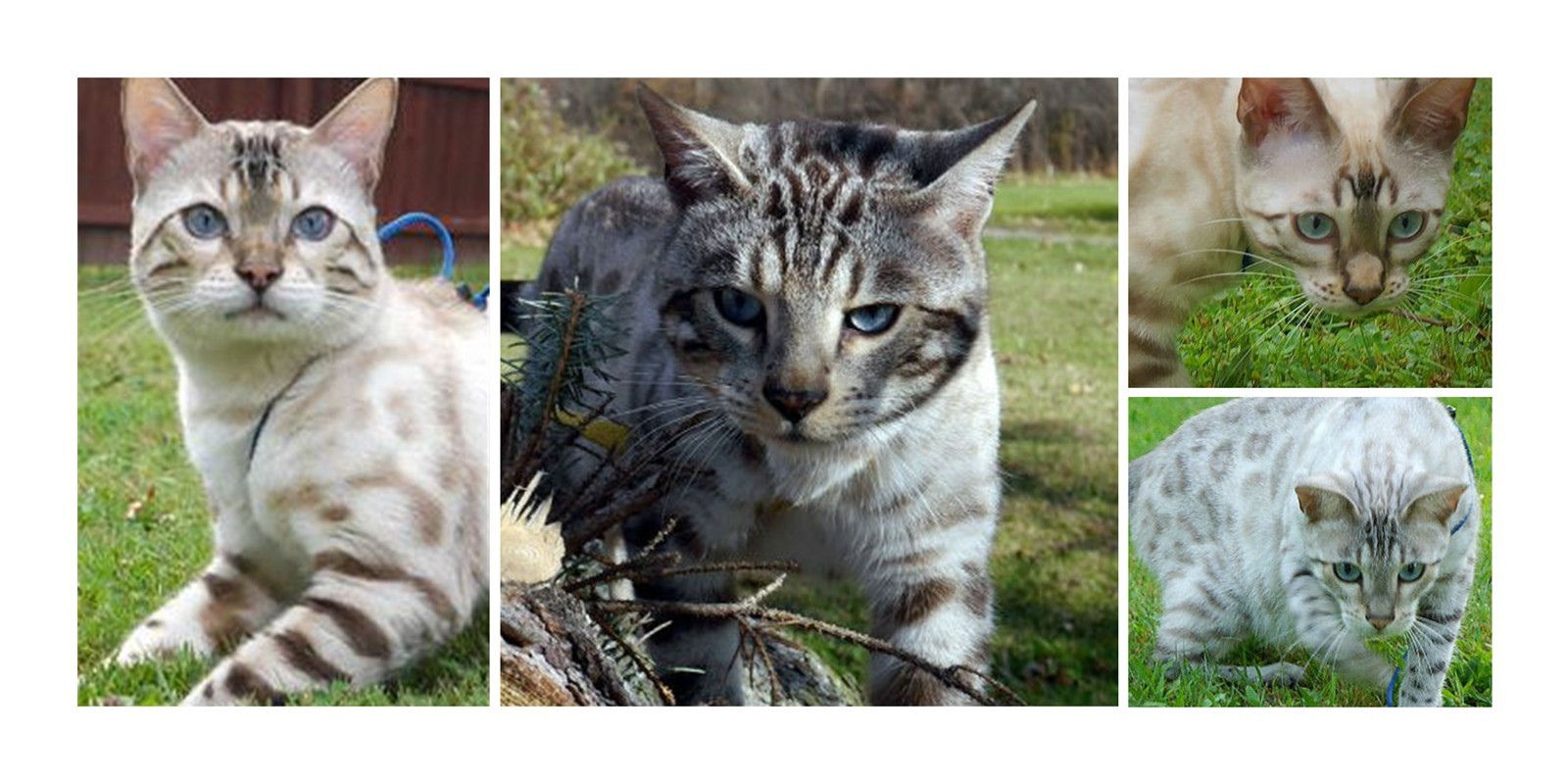 Snow Bengal Kittens