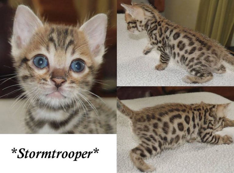 Stormtrooper 5 Weeks