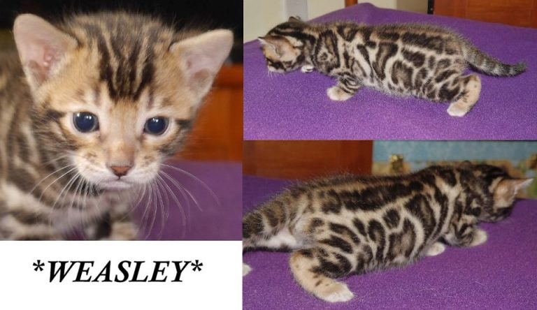 Weasley 3 Weeks