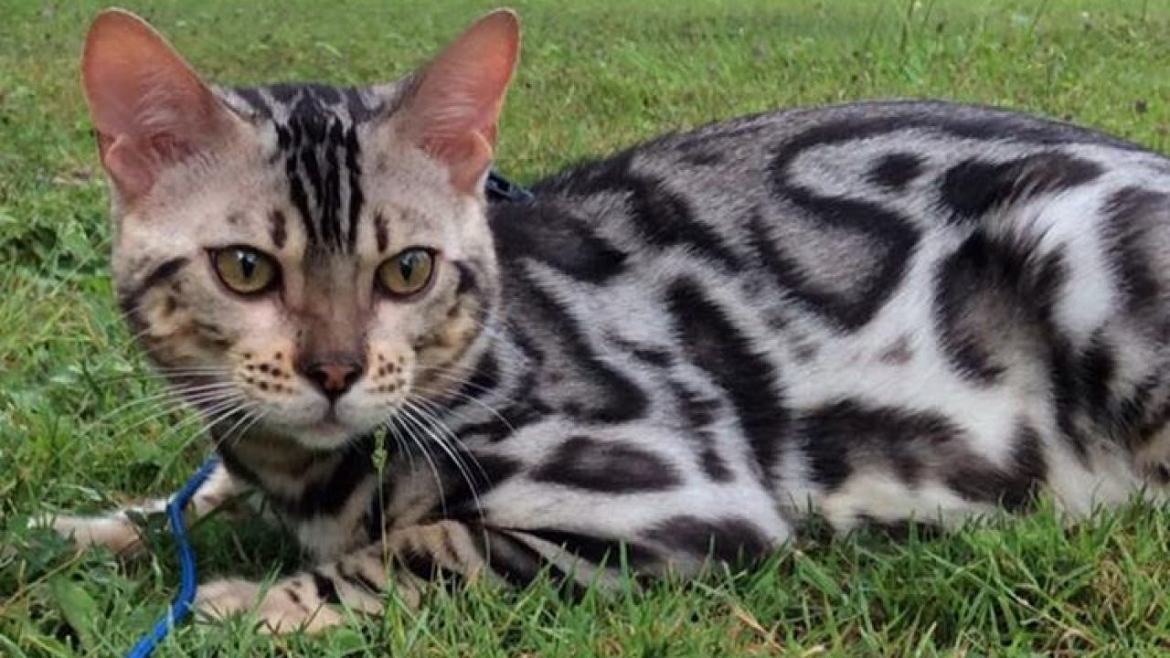 Бенгальская кошка размер. Бенгальский кот. Сибирский бенгал. Тайский бенгал. Бенгал Сорель.
