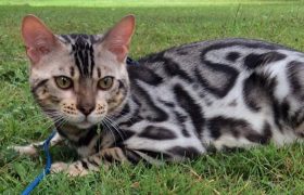 Are Bengal Cats Hypoallergenic