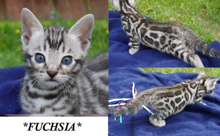 Fuchsia 5 Weeks