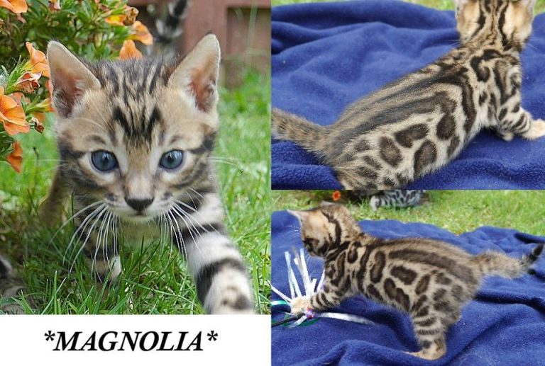 Magnolia 5 Weeks