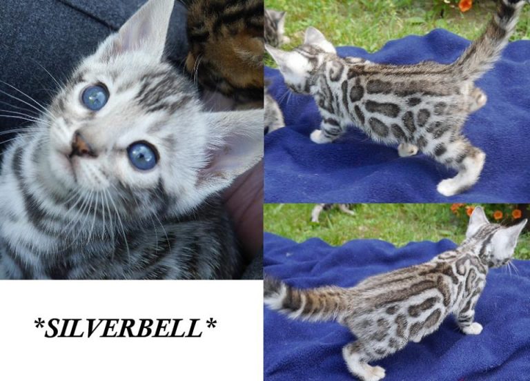 Silverbell 5 Weeks