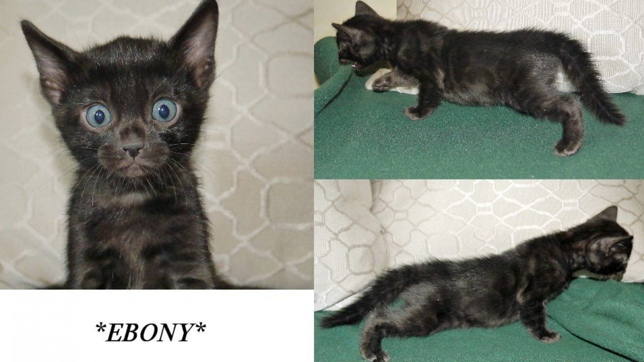 Kitten Ebony