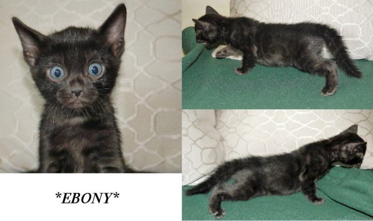Ebony 5 Weeks