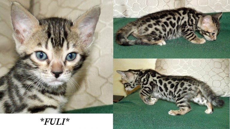 Fuli 5 Weeks