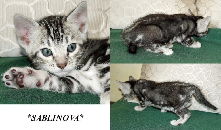 Sablinova 5 Weeks