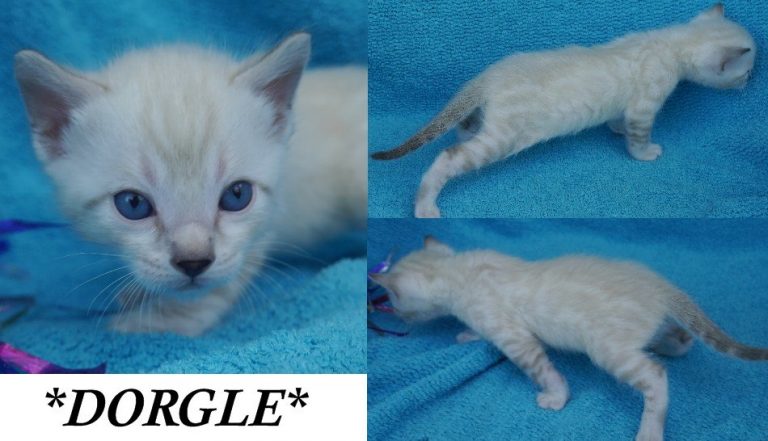 Dorgle 4 Weeks