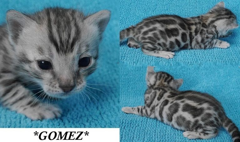 Gomez 2.5 Weeks