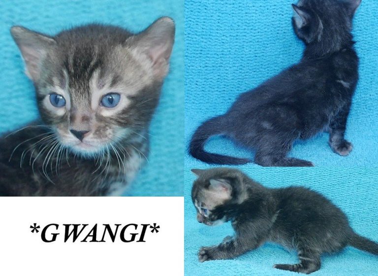 Gwangi 4 Weeks