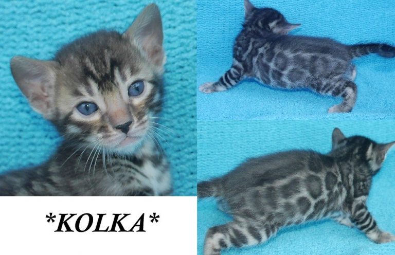 Kolka 4 Weeks
