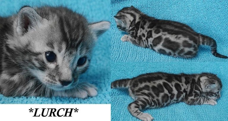 Lurch 2.5 Weeks