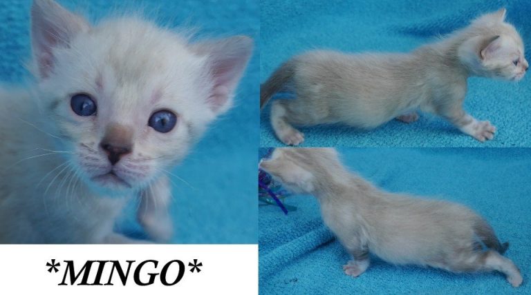 Mingo 4 Weeks