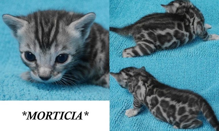 Morticia 2.5 Weeks