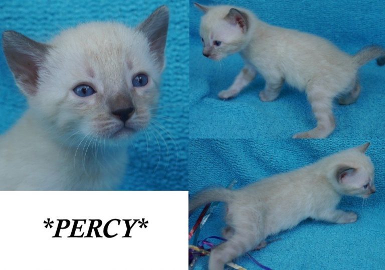 Percy 4 Weeks