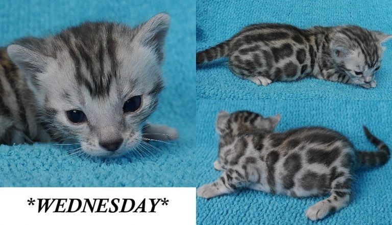 Wednesday 2.5 Weeks