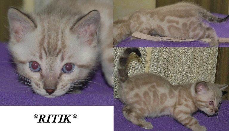 Ritik 4 Weeks