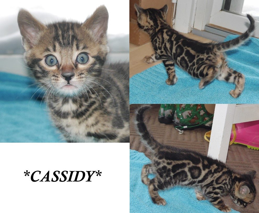 Cassidy 6 Weeks