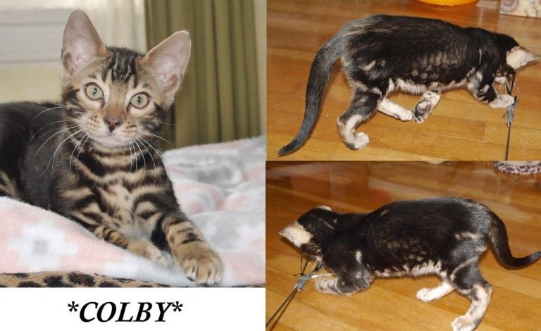Colby 10 Weeks