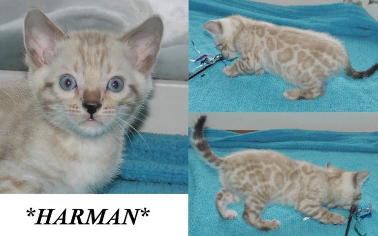 Harman 6 Weeks