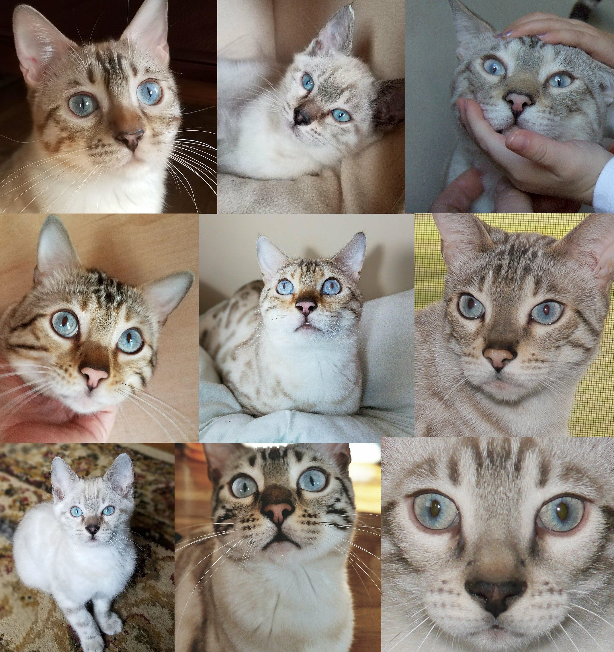 KotyKatz Snø Bengal Collage