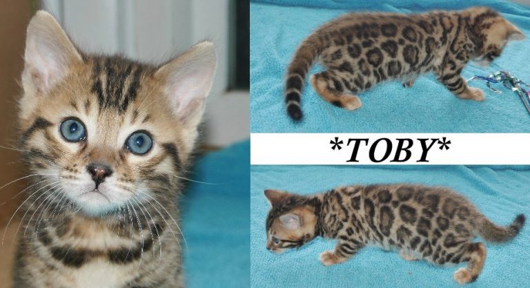 Toby 6 Weeks