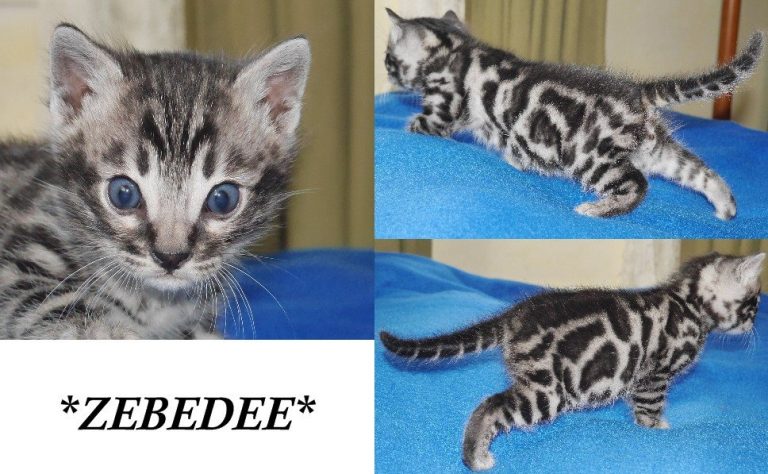 Zeebedee 4 Weeks