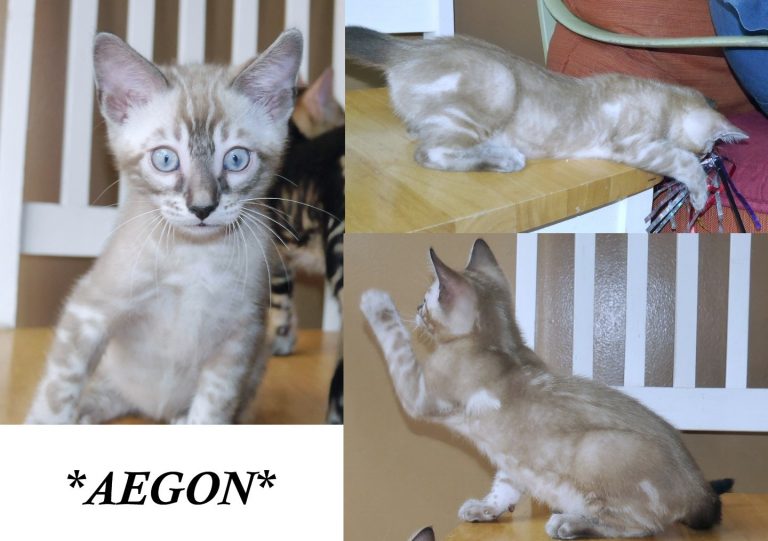 Aegon 8 weeks