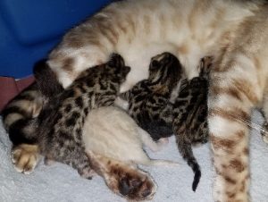 Ponyo and Ocelot Kittens