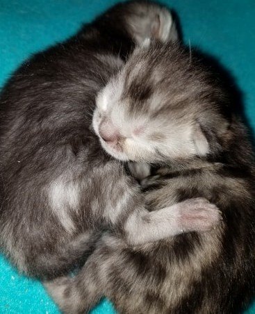 Sniglet Kittens 2