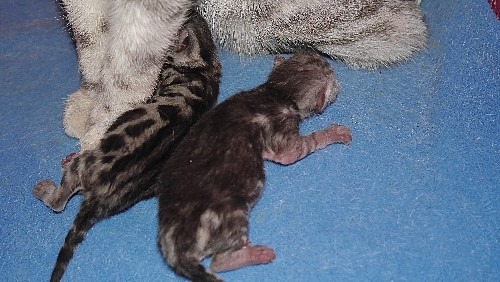 Sniglet Kittens