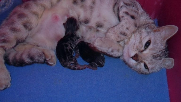Sniglet and Kittens