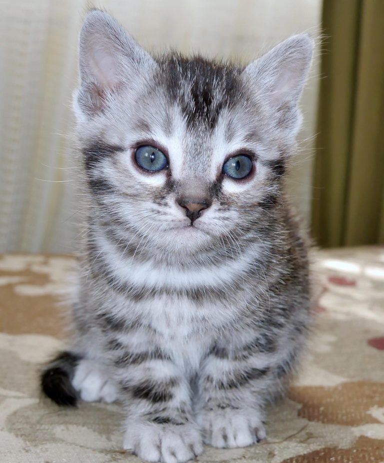 Sully 6 Weeks