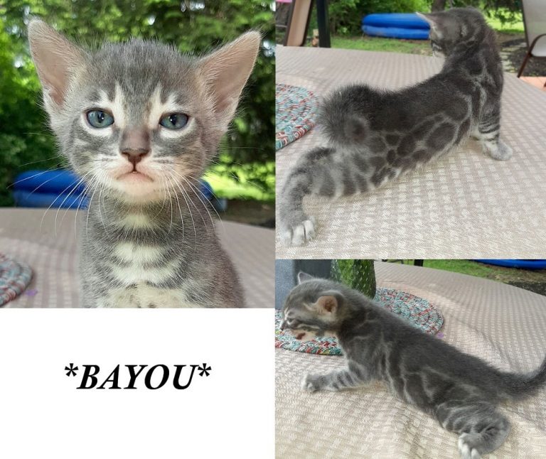 Bayou 4 Weeks