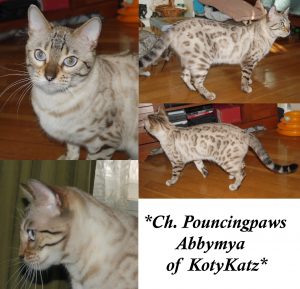 CH PouncingPaws Abbymya of KotyKatz