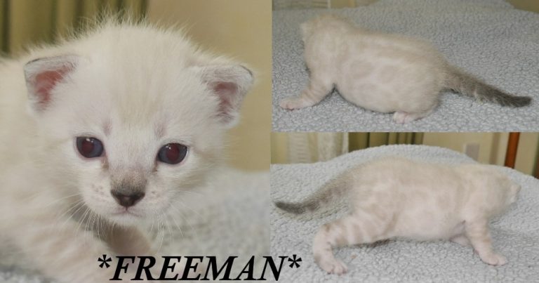 Freeman 3 Weeks