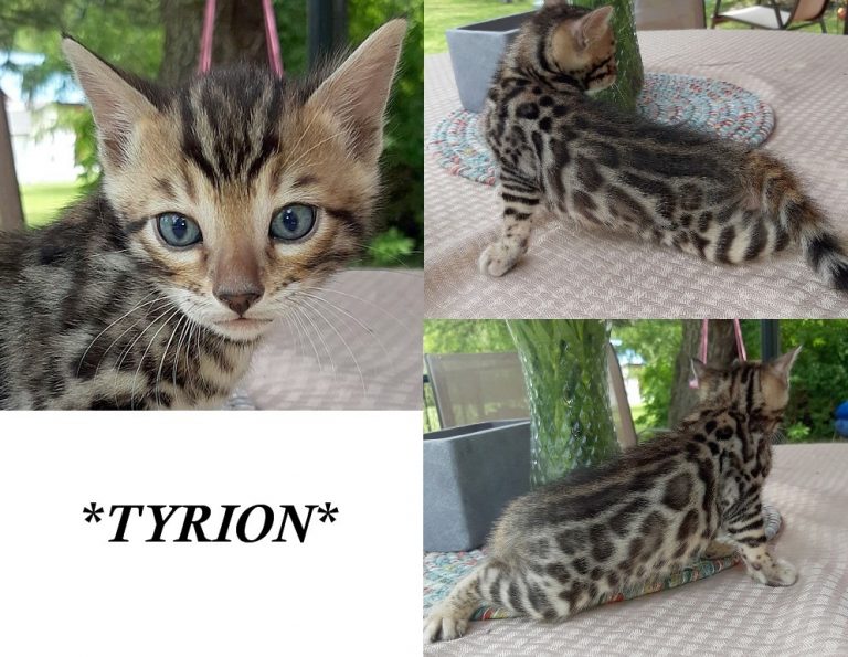 Tyrion 4 Weeks