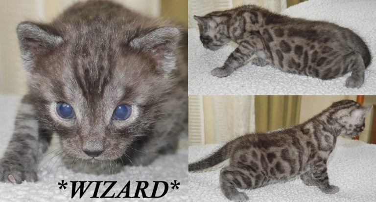 Wizard 3 Weeks