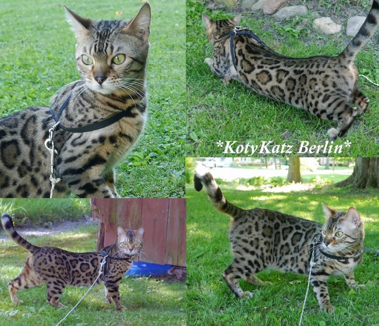KotyKatz Berlin 18 Months