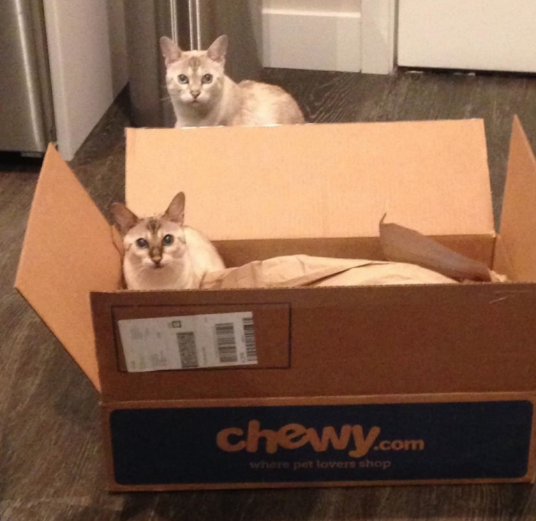 Bengal cats enjoying Chewy box