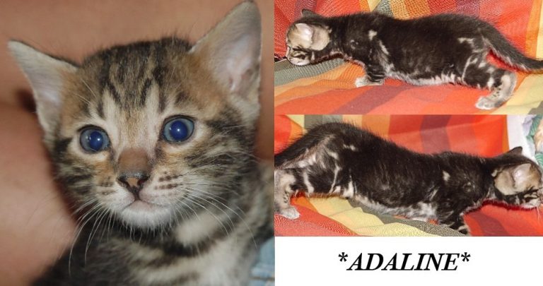 Adaline 5 Weeks