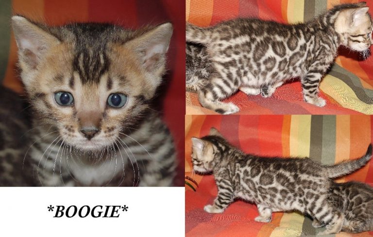Boogie 5 Weeks