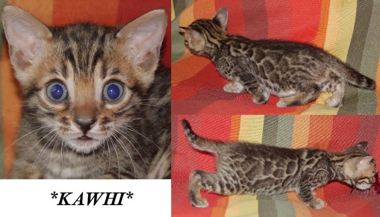 Kawhi 5 Weeks